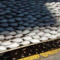 jagalchi_drying_fish3